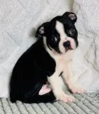Max Male AKC Boston Terrier