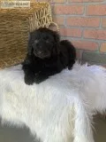 Krew Male Poodle Mix