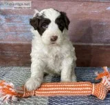 Aura Female Portuguese Water Dog