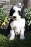Tucker Male Sheepadoodle