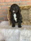 Jasper male Poodle Mix