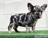 Mini merle french bulldog for sale