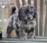 Gibson Male F1B Mini Goldendoodle