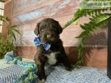 Kristoff Male AKC Portuguese Water Dog