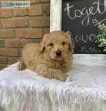 Asher Male F1 Goldendoodle