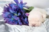Penny AKC Female French Bulldog