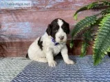 Hans Male AKC Portuguese Water Dog