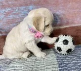 Alice Female Labradoodle