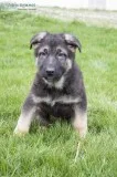 Brandon Male German Shepherd