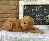 Zeus Male F1 Goldendoodle