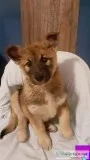 Norm Male Norwegian Elkhound
