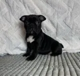 Betty Female Frenchton