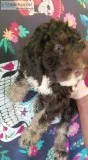 BJ Male Bernedoodle