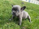 Payday Male AKC French Bulldog