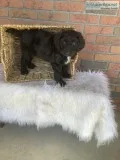 Chloe Female Poodle Mix