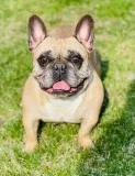 Tootsie Female French Bulldog