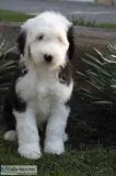 Lady Female Sheepadoodle