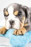 Black Jack AKC Male English Bulldog