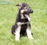 Brent Male German Shepherd