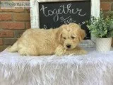 Harper Male F1 Goldendoodle