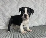 Luke Male Frenchton