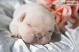 Polly AKC Female French Bulldog