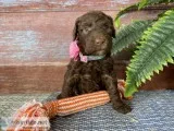 Nova Female Portuguese Water Dog