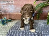 Simba Male AKC Portuguese Water Dog