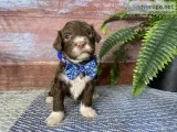 Roo Male AKC Portuguese Water Dog