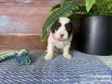 Anna Female AKC Portuguese Water Dog