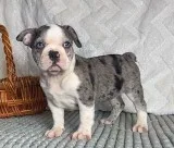 Romeo Male Frenchton