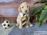 Oliver Male Labradoodle
