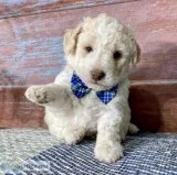 Pascale Male Labradoodle
