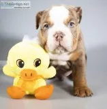 Chocolate Drop AKC Male English Bulldog
