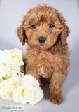 CJ Male Mini Poodle