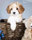 Edward Male Mini Poodle