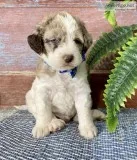 Aladdin Male Labradoodle