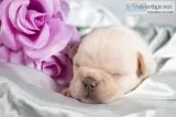 Princess AKC Female French Bulldog