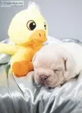 Boss AKC Male French Bulldog