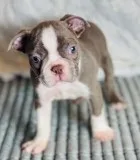 Champ Male AKC Boston Terrier