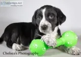 Winchester Male English Springer Spaniel Heeler Mix