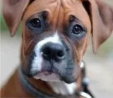 Dry Eye Syndrome In Dogs  Contact Powell Veterinary Service