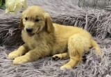 Goldern retreiver puppies ready available