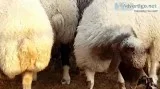 Awassi  Gissar(Fat Tail) and other breed for sale