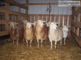 Katahdin Hair sheep for sale