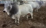 Brahman replacement Heifers Pregnant Cows Bulls Cow and Calves
