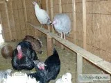 Turkey Eggs(Heritage)