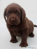 Hank Male AKC Labrador Retriever