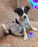 Bailey Male Blue Heeler