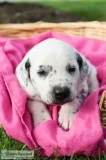 Samantha Female AKC Dalmatian